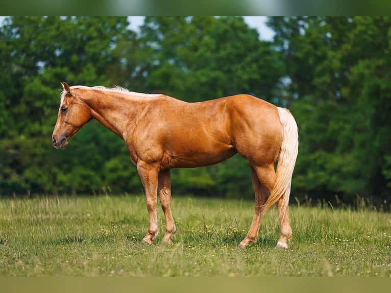 American Quarter Horse Merrie 11 Jaar 152 cm Palomino in Lyles