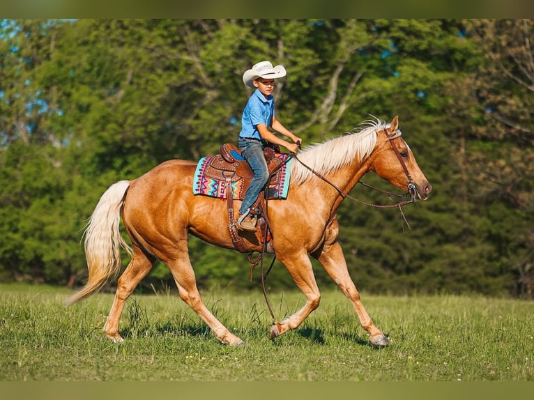 American Quarter Horse Merrie 11 Jaar 152 cm Palomino in Lyles