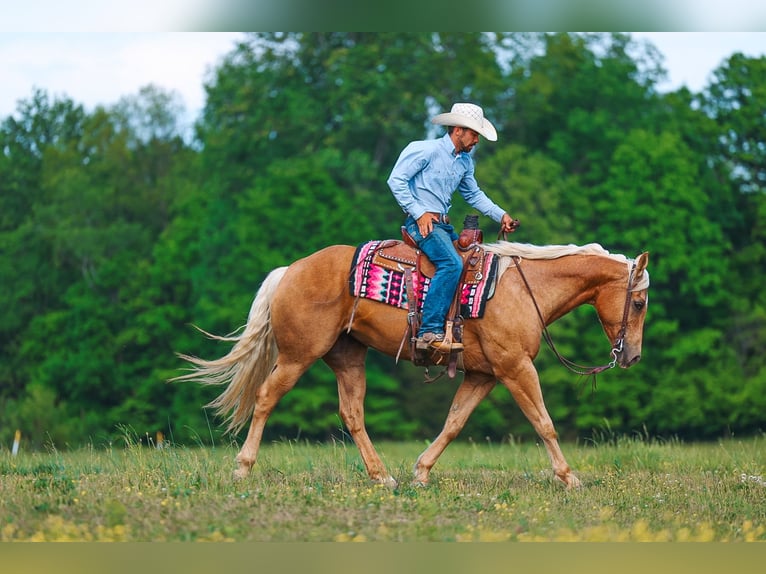 American Quarter Horse Merrie 11 Jaar 152 cm Palomino in Lyles