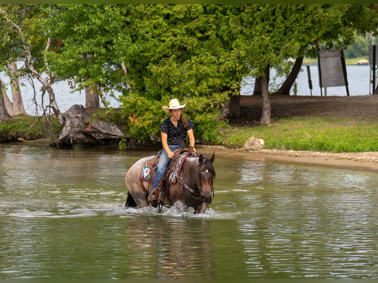 American Quarter Horse Merrie 11 Jaar 152 cm Roan-Bay in Nevis