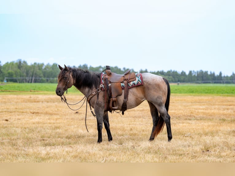 American Quarter Horse Merrie 11 Jaar 152 cm Roan-Bay in Nevis