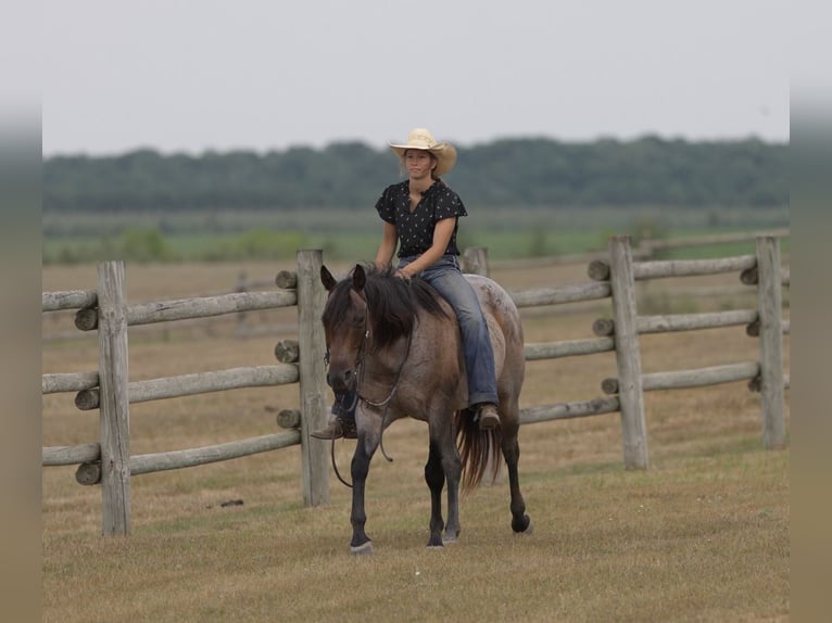 American Quarter Horse Merrie 11 Jaar 152 cm Roan-Bay in Nevis