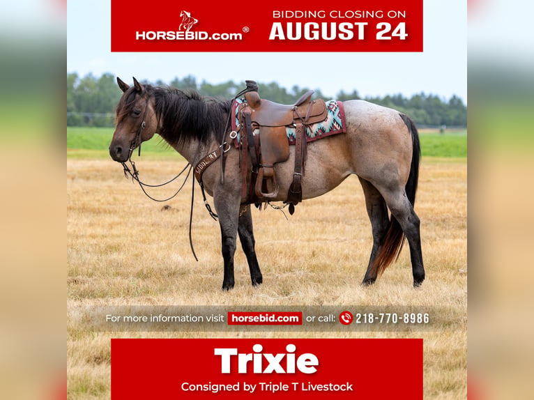 American Quarter Horse Merrie 11 Jaar 152 cm Roan-Bay in Nevis