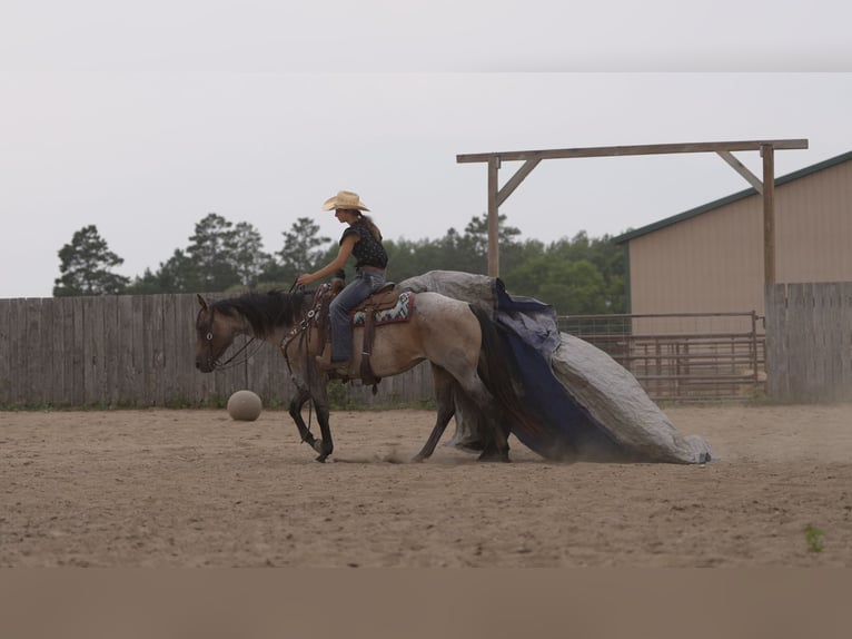 American Quarter Horse Merrie 11 Jaar 152 cm Roan-Bay in Nevis