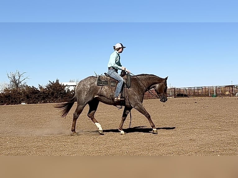 American Quarter Horse Merrie 11 Jaar 152 cm Roan-Red in Canyon