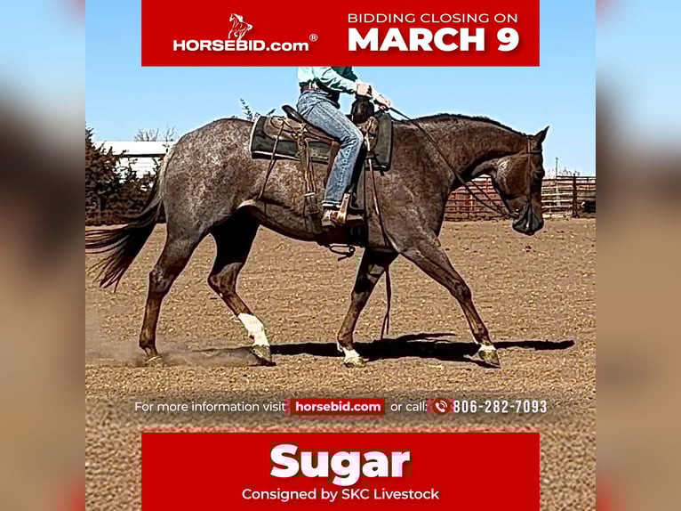 American Quarter Horse Merrie 11 Jaar 152 cm Roan-Red in Canyon