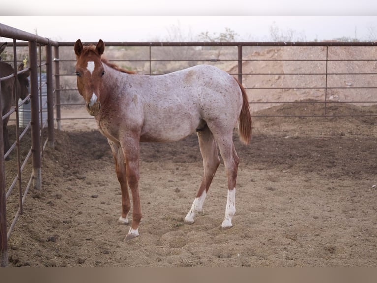 American Quarter Horse Merrie 11 Jaar 152 cm Roan-Red in Tonopah