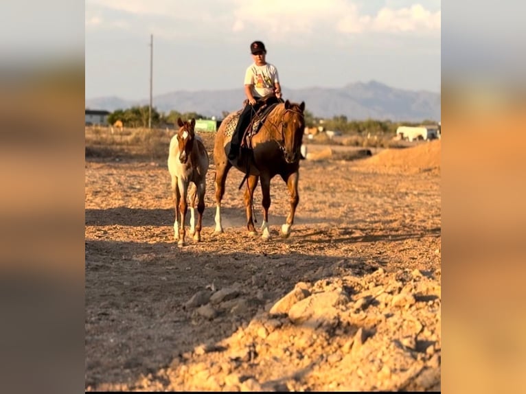 American Quarter Horse Merrie 11 Jaar 152 cm Roan-Red in Tonopah
