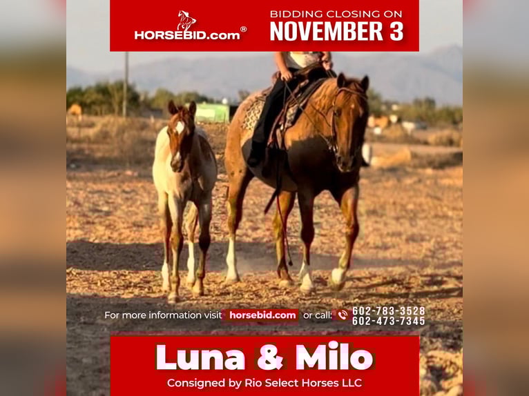 American Quarter Horse Merrie 11 Jaar 152 cm Roan-Red in Tonopah