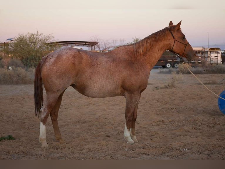 American Quarter Horse Merrie 11 Jaar 152 cm Roan-Red in Tonopah