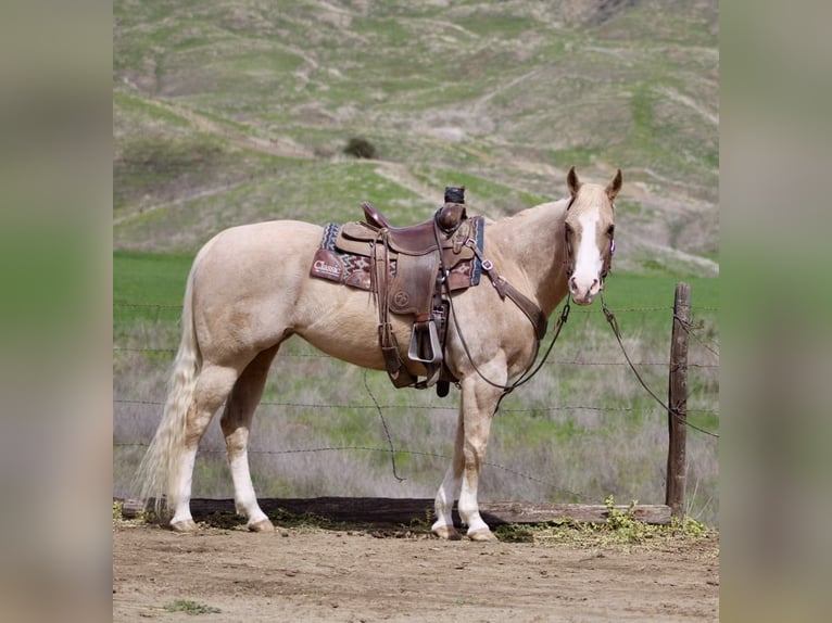 American Quarter Horse Merrie 11 Jaar 152 cm in Paicines CA