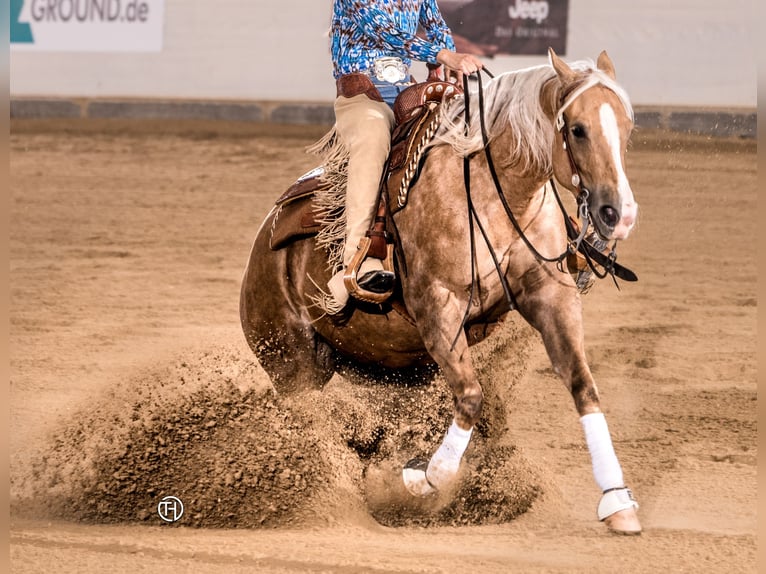American Quarter Horse Merrie 11 Jaar 153 cm Palomino in Haigerloch