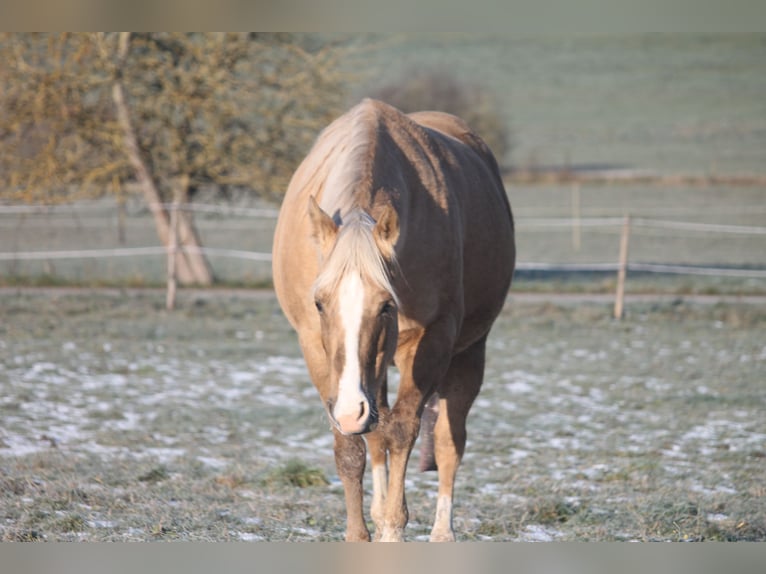 American Quarter Horse Merrie 11 Jaar 153 cm Palomino in Haigerloch