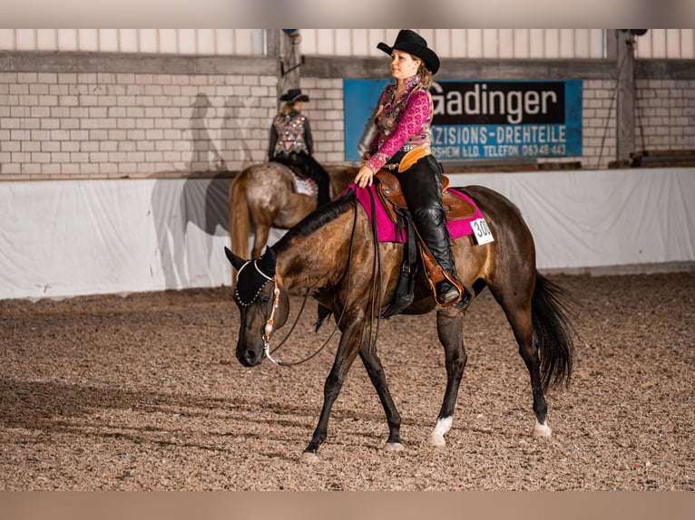 American Quarter Horse Merrie 11 Jaar 154 cm Bruin in Walldorf