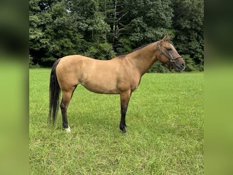 American Quarter Horse Merrie 11 Jaar 155 cm Buckskin in Granby, CT