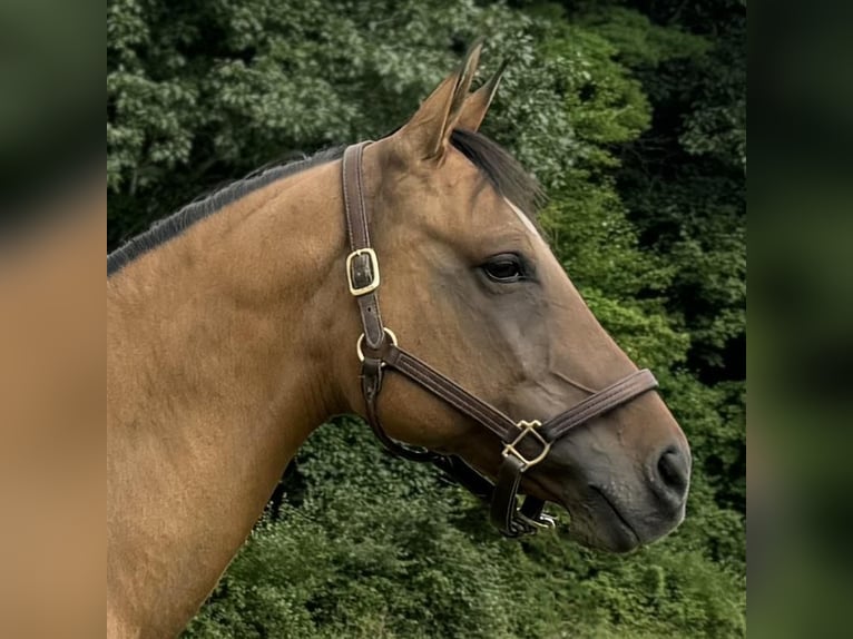 American Quarter Horse Merrie 11 Jaar 155 cm Buckskin in Granby, CT