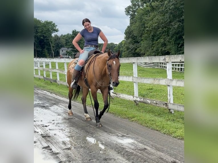 American Quarter Horse Merrie 11 Jaar 155 cm Buckskin in Granby, CT