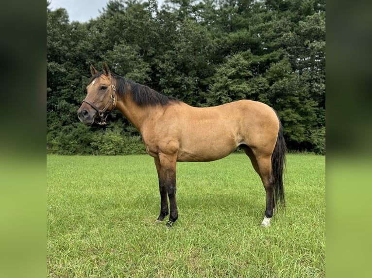 American Quarter Horse Merrie 11 Jaar 155 cm Buckskin in Granby, CT