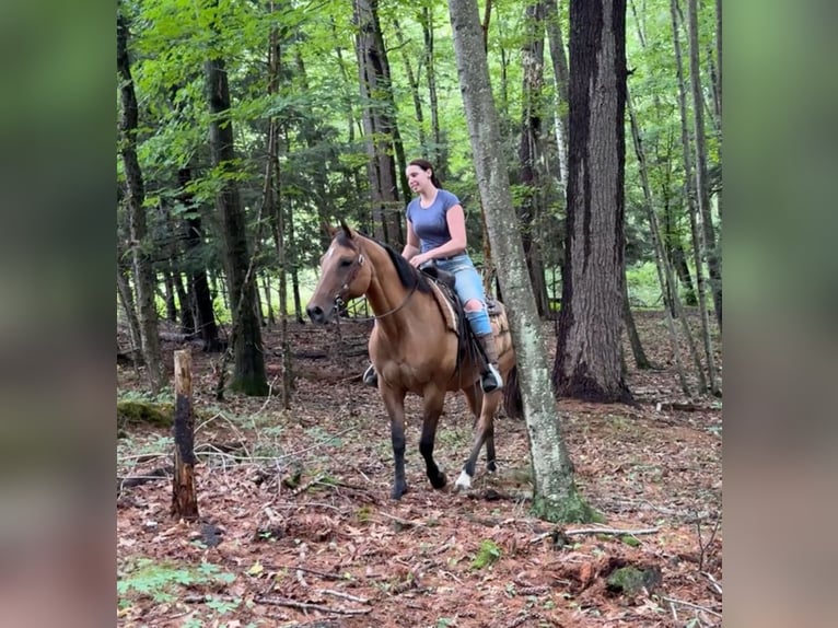 American Quarter Horse Merrie 11 Jaar 155 cm Buckskin in Granby, CT