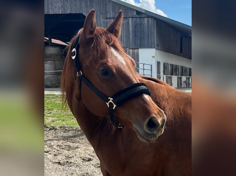 American Quarter Horse Merrie 11 Jaar 155 cm Donkere-vos in Wasserburg am Inn