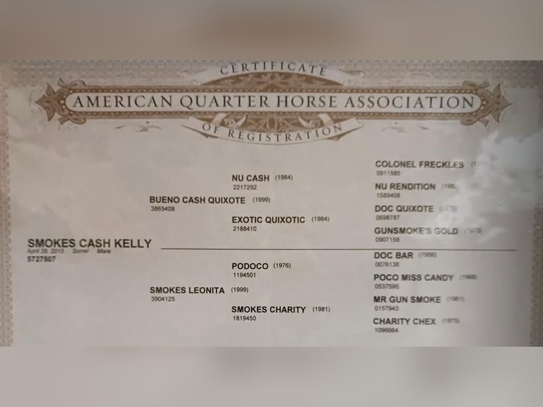 American Quarter Horse Merrie 11 Jaar 155 cm Donkere-vos in Wasserburg am Inn