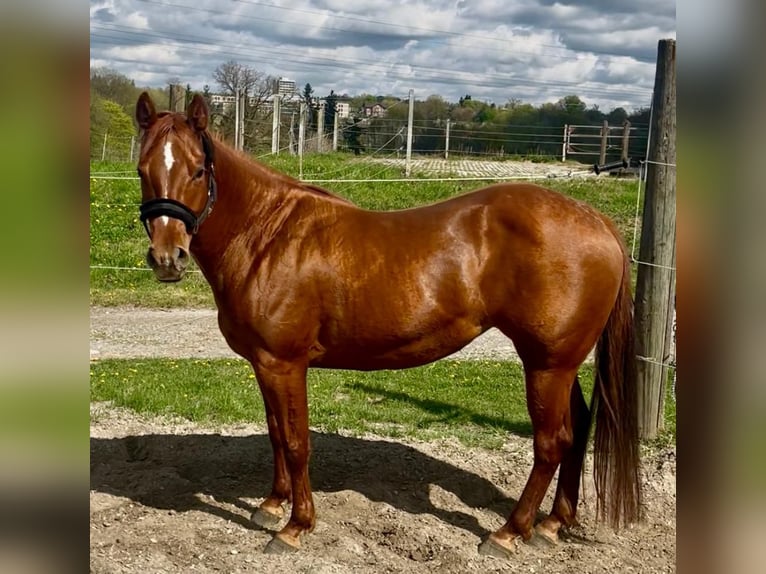 American Quarter Horse Merrie 11 Jaar 155 cm Donkere-vos in Wasserburg am Inn