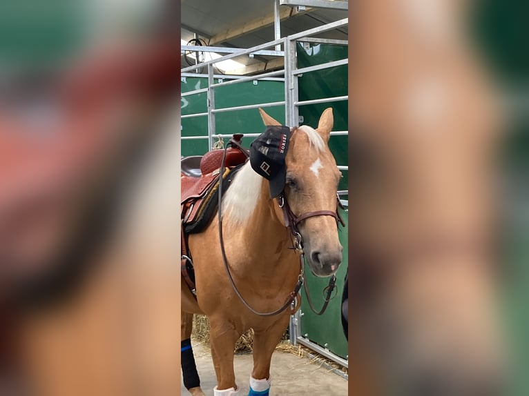 American Quarter Horse Merrie 11 Jaar 155 cm Palomino in Rotterdam