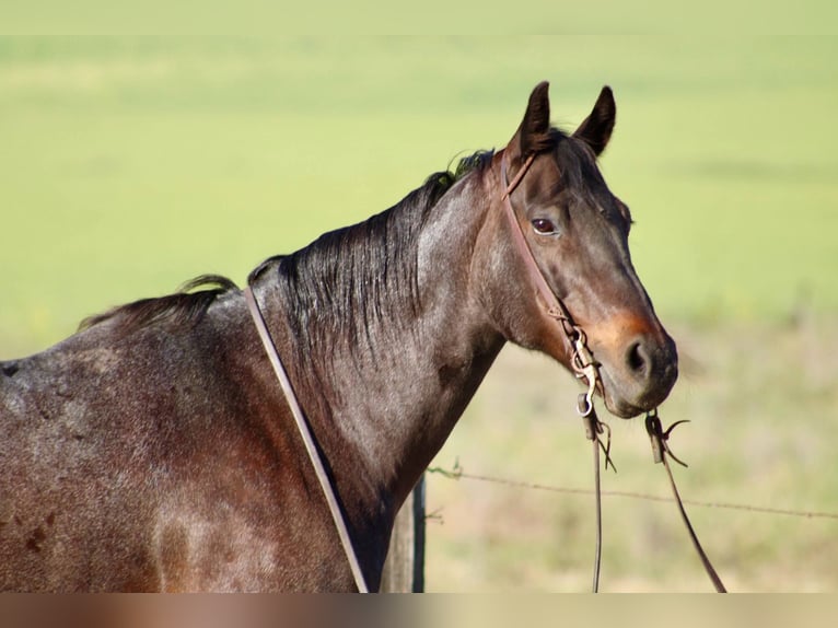American Quarter Horse Merrie 11 Jaar 155 cm Roan-Bay in Bitterwater CA