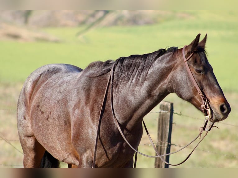 American Quarter Horse Merrie 11 Jaar 155 cm Roan-Bay in Bitterwater CA