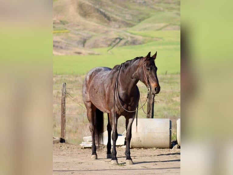 American Quarter Horse Merrie 11 Jaar 155 cm Roan-Bay in Bitterwater CA