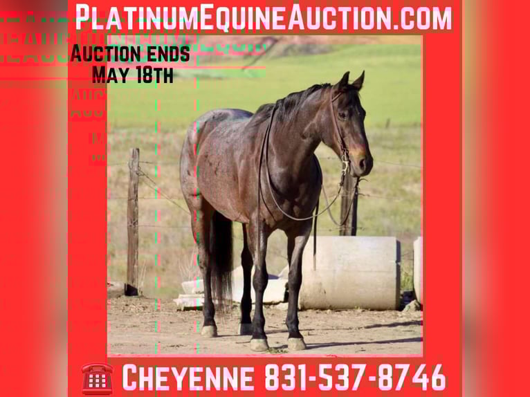 American Quarter Horse Merrie 11 Jaar 155 cm Roan-Bay in Bitterwater CA