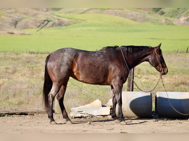 American Quarter Horse Merrie 11 Jaar 155 cm Roan-Bay in Bitterwater CA
