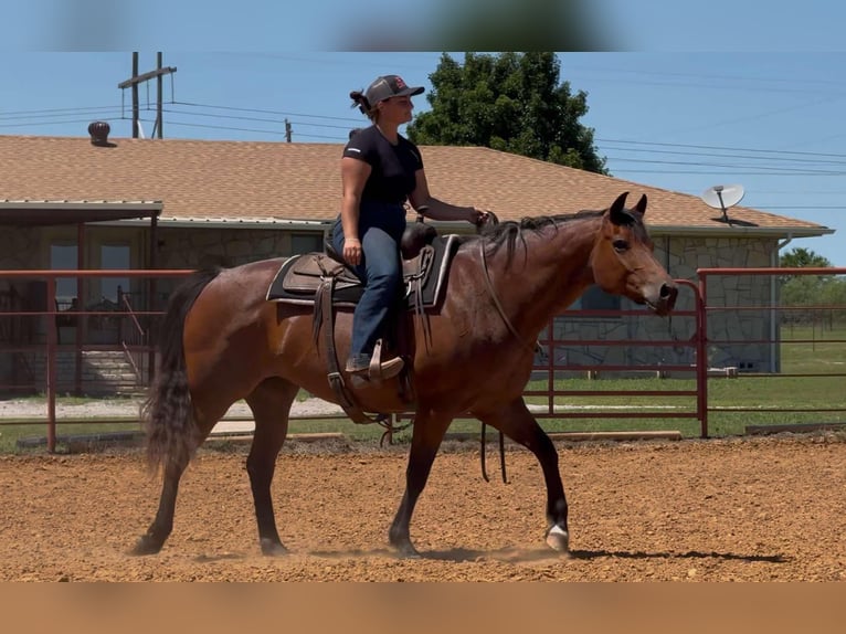American Quarter Horse Merrie 11 Jaar 155 cm Roan-Bay in Granbury TX