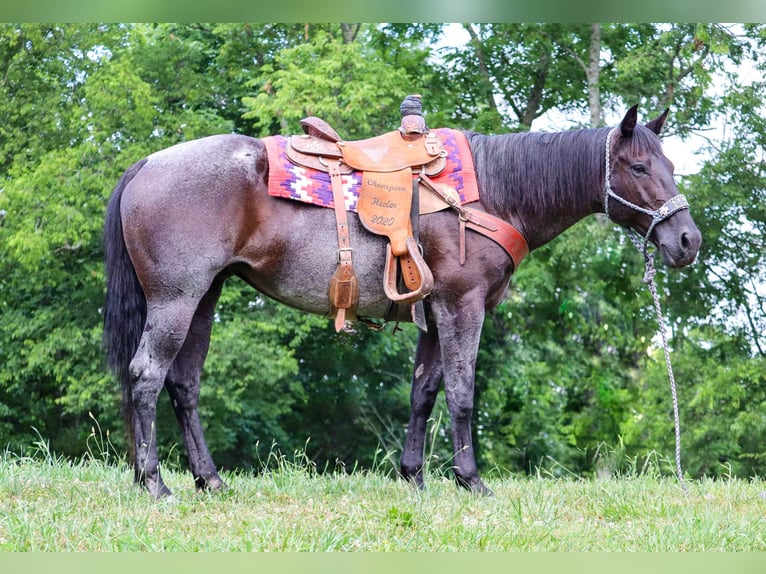 American Quarter Horse Merrie 11 Jaar 155 cm Roan-Blue in Culleoka, TN