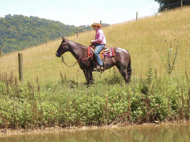 American Quarter Horse Merrie 11 Jaar 155 cm Roan-Blue in Culleoka, TN