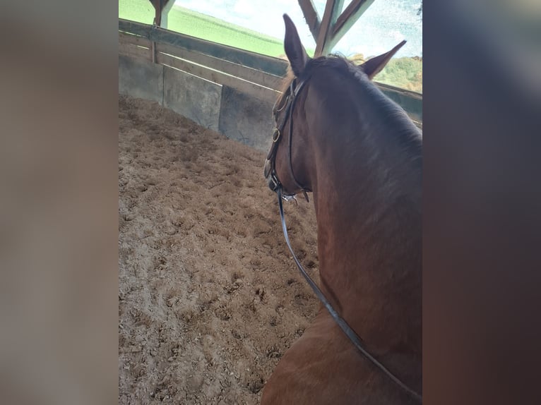 American Quarter Horse Merrie 11 Jaar 155 cm Vos in Aspach