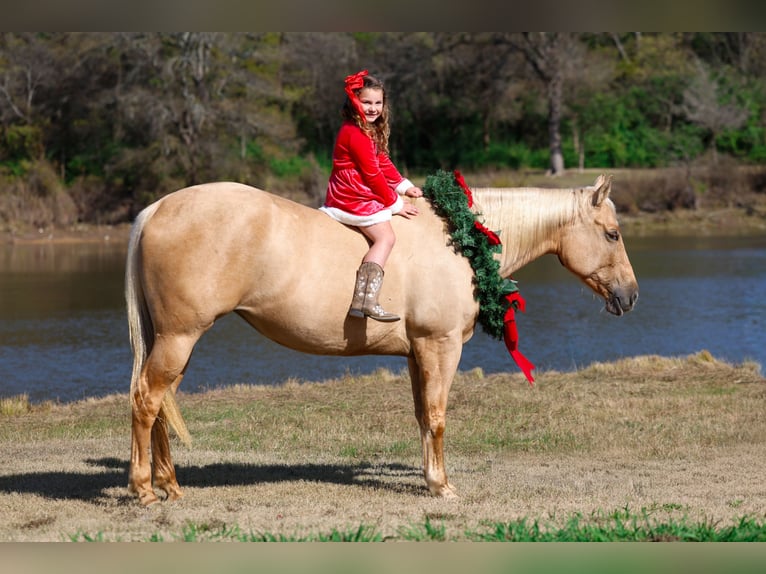 American Quarter Horse Merrie 11 Jaar 157 cm Palomino in Forney