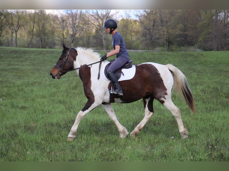 American Quarter Horse Merrie 11 Jaar 157 cm Tobiano-alle-kleuren in Highland MI
