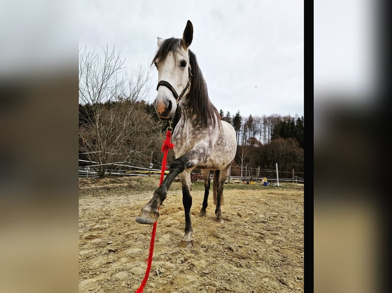 American Quarter Horse Mix Merrie 11 Jaar 158 cm Appelschimmel in Niederriedenni