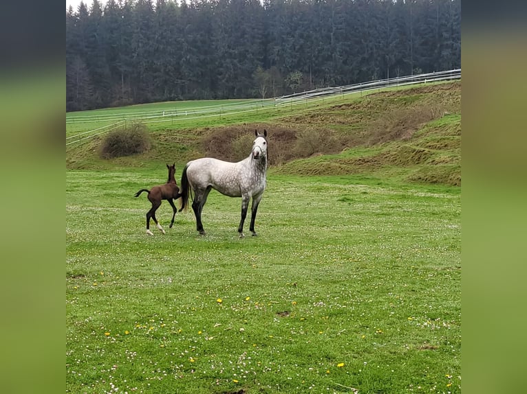 American Quarter Horse Mix Merrie 11 Jaar 158 cm Appelschimmel in Niederriedenni