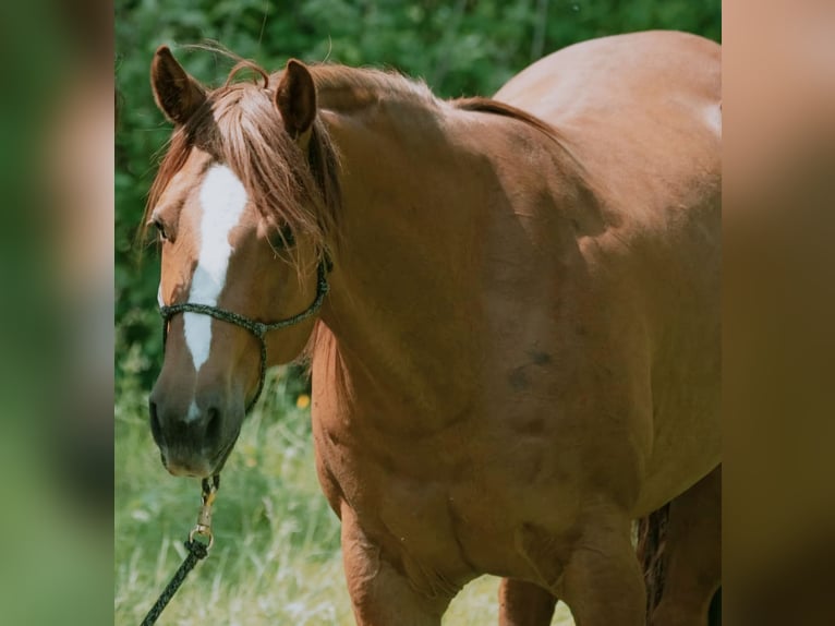 American Quarter Horse Merrie 11 Jaar 158 cm Vos in Schöllkrippen