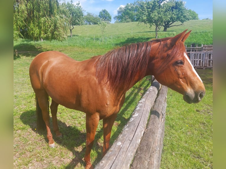 American Quarter Horse Merrie 11 Jaar 158 cm Vos in Schöllkrippen