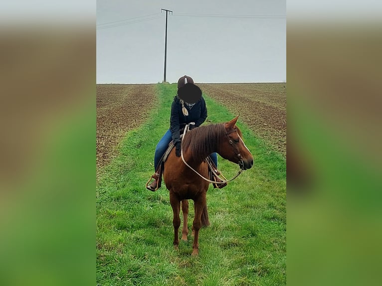 American Quarter Horse Merrie 11 Jaar 158 cm Vos in Schöllkrippen