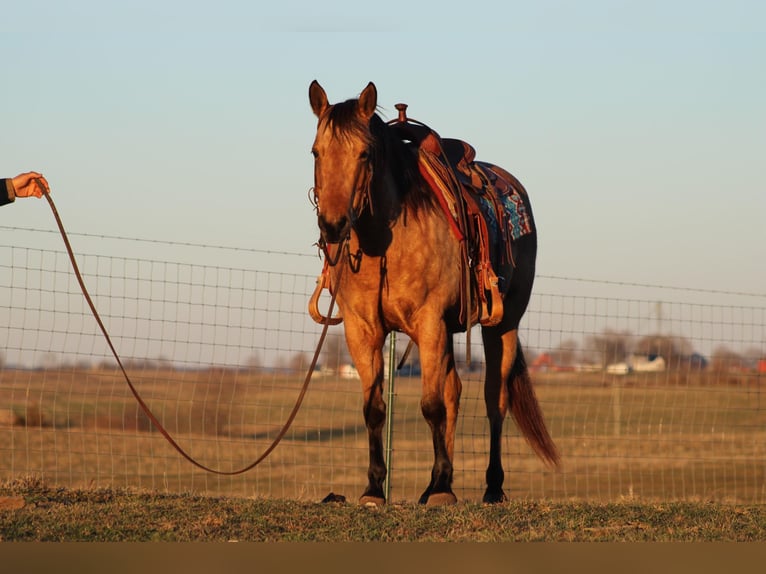 American Quarter Horse Merrie 11 Jaar Buckskin in Sanora KY