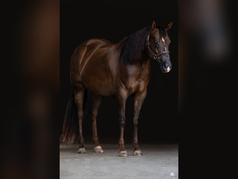 American Quarter Horse Merrie 11 Jaar Donkere-vos in Kemnath