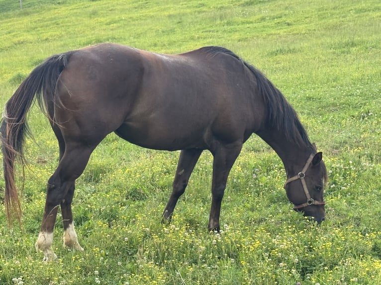 American Quarter Horse Merrie 11 Jaar Donkere-vos in Union