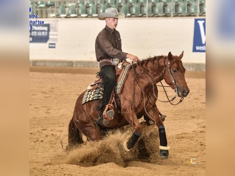 American Quarter Horse Merrie 11 Jaar Donkere-vos in Achstetten