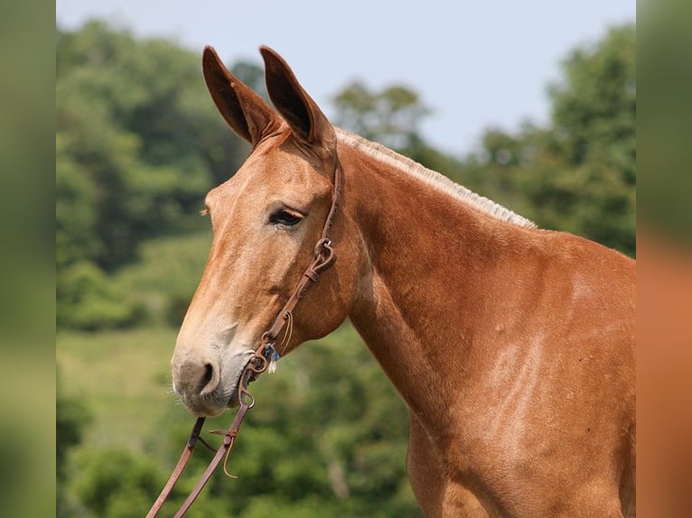 American Quarter Horse Merrie 11 Jaar Donkere-vos in Somerset Ky