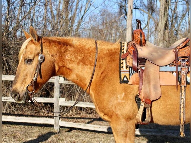 American Quarter Horse Mix Merrie 11 Jaar Palomino in Allentown, NJ