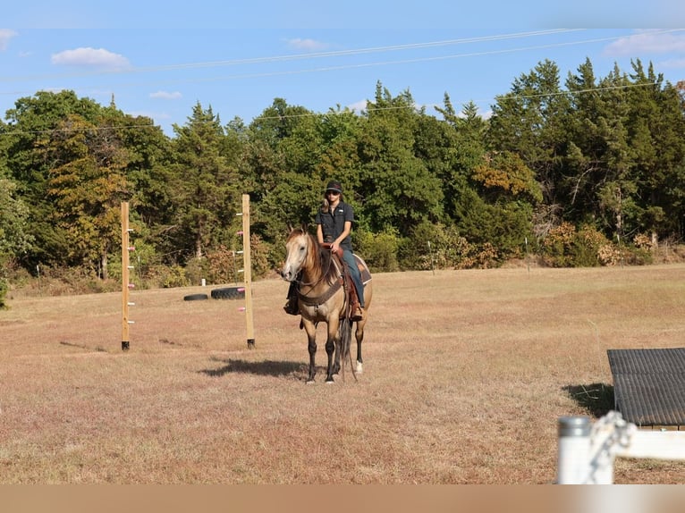 American Quarter Horse Merrie 11 Jaar  in Ripley